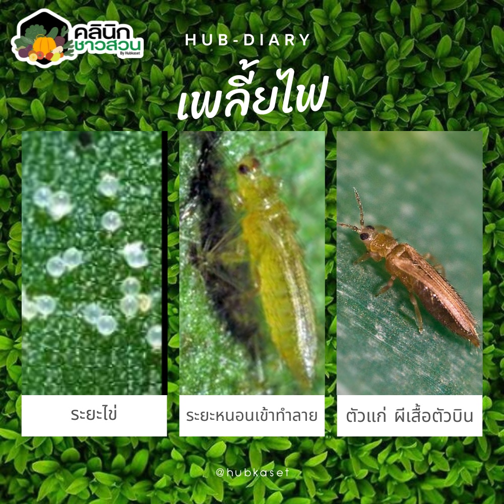 🥬 แลมป์ดา-ไซฮาโลทริน (แลมป์ดา-ไซฮาโลทริน) บรรจุ 1ลิตร น็อคเย็น ป้องกันหนอน เพลี้ยและแมลงตัวบิน - รูปที่ 2