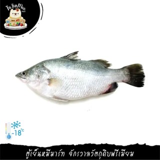 700-900G/PACK ปลาสดทั้งตัว(ขอดเกล็ดและควักไส้) WHOLE FISH READY TO USE