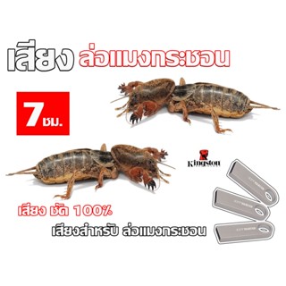 เสียง ล่อแมงกระชอน นาน 7 ชั่วโมง USB แฟลชไดร์ฟ สำหรับ ใช้ล่อ ในตอนกลางคืน หมานๆๆ