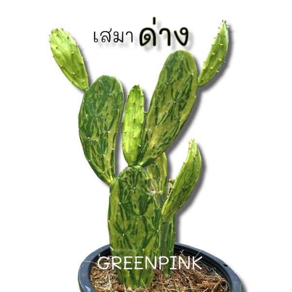 เสมาด่าง ตัดสด 1 ใบ Cactus​ แคคตัส กระบองเพชร​ ไม้อวบน้ำ​ โอพัน​เทีย​ เสมา โอพันเทียด่าง