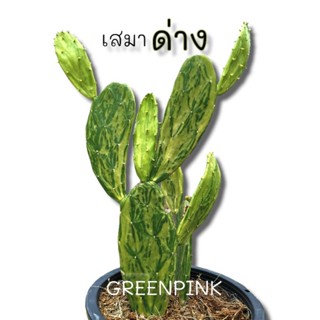 เสมาด่าง ตัดสด 1 ใบ 🌵 Cactus​ แคคตัส กระบองเพชร​ ไม้อวบน้ำ​ โอพัน​เทีย​ เสมา  โอพันเทียด่าง