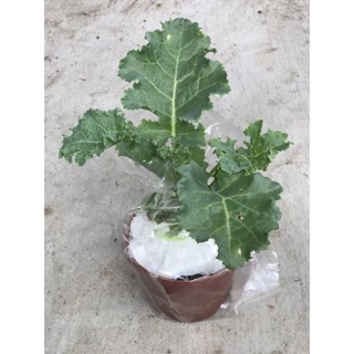 ต้นกล้าเคล กระถาง 2 นิ้ว  (5 แถม1) Curly Kale Plant  3 ”pot (buy5 get 1free)