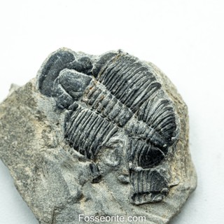 [อายุกว่า 505 ล้านปี!!!] #180 ฟอสซิล ไทรโลไบต์ Elrathia Kingi Trilobite ของแท้ ขนาดเล็ก บน Matrix จาก USA