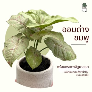 ต้นออมชมพู Pink Syngonium ต้นออมชมพูพร้อมกระถางอิฐมวลเบา ต้นไม้ตั้่งโต๊ะทำงาน ไม้มงคลยอดนิยม