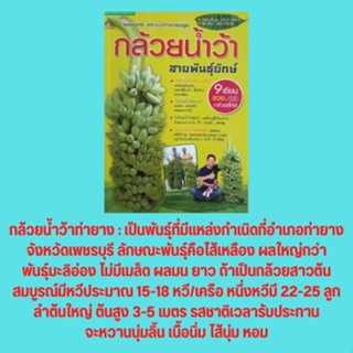 หนังสือเกษตร แบบอย่าง...และแนวทางการปลูกกล้วยน้ำว้าสายพันธุ์ยักษ์ : สายพันธุ์กล้วยน้ำว้า หลักการปลูกกล้วยน้ำว้า