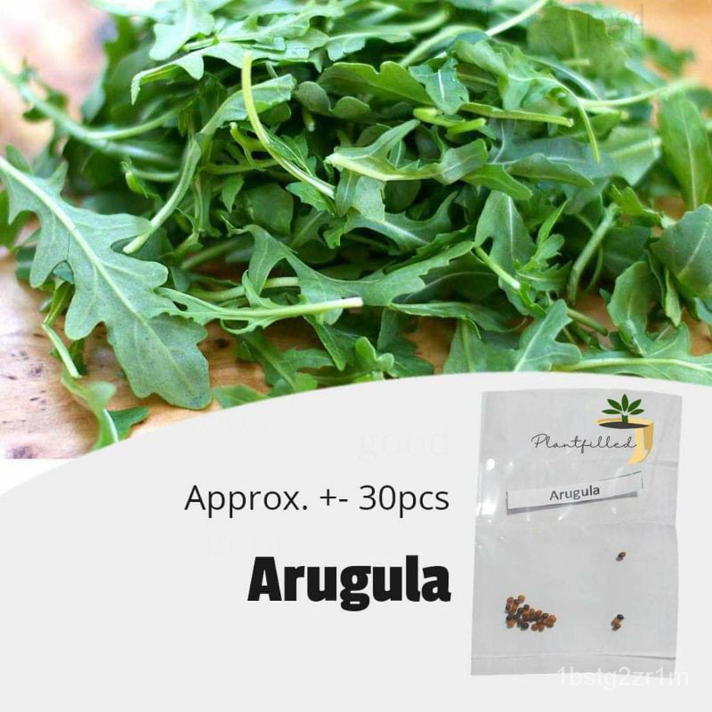 [Plantfilled] Arugula ROCKET Seeds Herb | Vegetables-Approx.30ดอกไม้/ดอกไม้/อัญมณี/ไม้จันทน์/ของเล่น