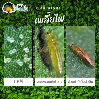 🥬 ปูแดง (ไซเปอร์เมทริน) บรรจุ 500กรัม กำจัดกิ้งกือ มด ตะขาบ ตะเข็บ ปู