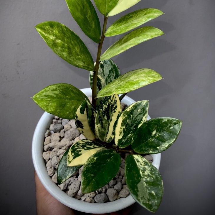 zamioculcas zamifolia กวักมรกตด่าง งานด่าง 3”สี 🌿ไม้กอ 🌿 รากเดินดีลำต้นแข็งแรง 💕พิจารณาตามรูป❤️