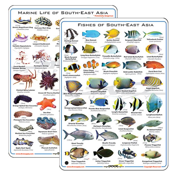 Fish ID กระดานปลา กันน้ำ สำหรับสายดำน้ำ พร้อมส่งจากไทย