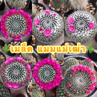 🌵เมล็ดแมมแม่เฒ่า  (ฮาเนียน่า)🌵