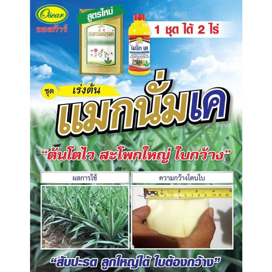 ปุ๋ยทางใบแมกนั่มเค ใบเขียวเข้ม เร่งแป้ง เมล็ดเต่งใส เพิ่มน้ำหนัก  แมกนั่มโกลด์ 1 kg.+เมจิกเค 1L.