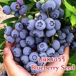 （คุณภาพสูง เมล็ด）งอกเร็ว บลูเบอร์รี่ Blueberry Seed（30 Pcs）พันธุ์ไม้ผล เมล็ดพันธุ์ ต้นผลไม้ ต/ง่าย ปลูก สวนครัว เมล็ด NB