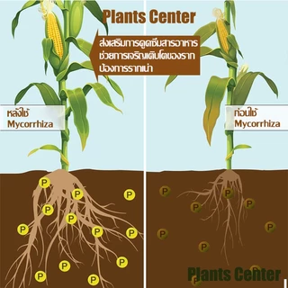 PlantsCenter ไมคอไรซ่า 200g/1kg ไมคอร์ไรซ่า ไมคอไรซา Mycorrhiza มั่นใจ100% สินค้าล็อตใหม่ล่าสุด