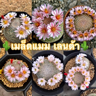 🌵เมล็ดแคคตัส (เลนต้า)🌵