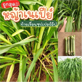 เนเปียร์ท้ายเขื่อน พิเศษ100ท่อนเพียง 79 บาท