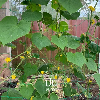 🥒 เมล็ดผักนำเข้า แตงกวา แตงกวายาว แตงกวาญี่ปุ่น Long Cucumber (Organic Seed) ลูกยาว ไม่ตัดต่อพันธุกรรม ปันอินทรีย์