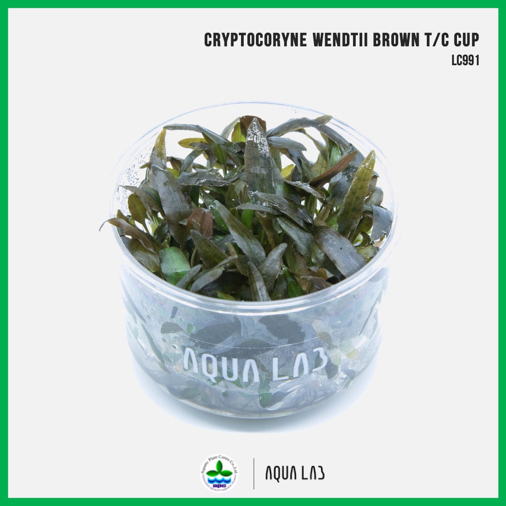 [APC] Cryptocoryne wendtii brown (คริปบราวน์) [ไม้น้ำ - Aquatic Plant] LC991