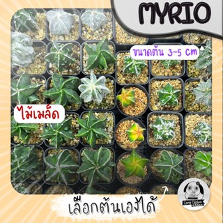 ต้นมายริโอ (เลือกต้นได้) ( ต้นกระบองเพชร Astrophytum myriostigma) ไม้เมล็ด Set Y🌵ต้นแคคตัส❤️