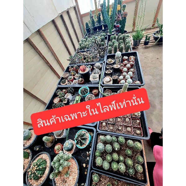สินค้าเฉพาะไลฟ์เท่านั้น 9 - 45 บาท