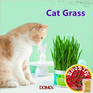 Cat Natural Seed Planting ชุดปลูก Weatgras ที่เติบโตอย่างรวดเร็วสองครั้งสำหรับ Hairball G9MW