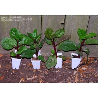 ผักปลังแดง 35-40 เมล็ด/ซอง Malabar Spinach - Red 🔥โปรโมชั่น [ซื้อ 2 แถม 1ซอง]