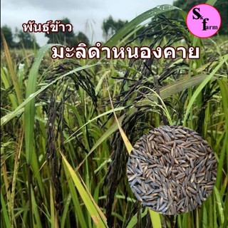 พันธุ์ข้าวมะลิดำหนองคายกข83ชุดทดลองปลูก 1 กิโลกรัม