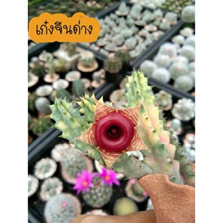 เก๋งจีนด่าง เก๋งจีนแคคตัส ไม้อวบน้ำ Huernia zebrina f. variegata แคคตัส