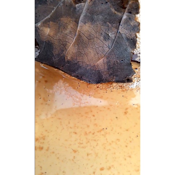 อาหารปลากัด เสริมเกล็ด เร่งสี พัฒนาโครงสร้างปลาให้หนาขึ้น เขี้ยวคม (ขนาด 20 กรัม) - รูปที่ 5