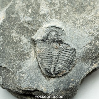 [อายุกว่า 505 ล้านปี!!!] #139 ฟอสซิล ไทรโลไบต์ Elrathia Kingi Trilobite ของแท้ ขนาดเล็ก บน Matrix จาก USA