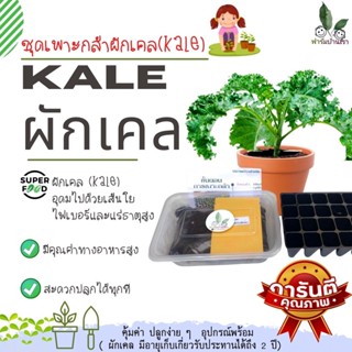 ชุดเพาะกล้าผักเคล (Kale) ชุดเพาะผักเคล ชุดทดลองปลูก เคล อุปกรณ์พร้อมปลูก คุ้มค่า ปลูกง่ายๆ(ผักเคลปลูกได้นาน2ปี)