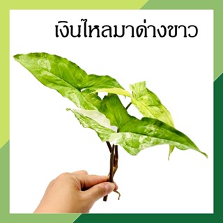 เงินไหลมาด่างขาว (จำนวน 1 กิ่ง) Syngonium Podophyllum ฟอร์มสวย ไม้มงคล ไม้มงคลโชคลาภ ต้นไม้สวยงาม ต้นไม้น้ำ ต้นไม้เลี้ยง