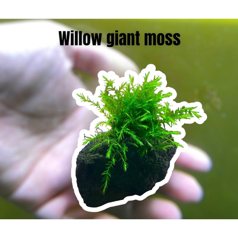 มอสวิลโล่ไจแอนด์ Willow giant moss