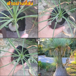 (2ต้น) ต้น แส้ม้าใบฟ้า ต้นแส้ม้าใบฟ้า ต้นแส้ม้า ใบฟ้า beaucarnea gracilis พิชิต