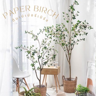 [180,210พร้อมส่ง/150พรี14วันค่ะ]🌿PAPER BIRCH ต้นเปเปอร์เบิร์ชปลอมขายดีมาก งานเหมือนจริง มินิมอลสุดๆ แต่งบ้านสวยมาก