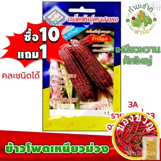 [10แถม1] 3A เมล็ดพันธุ์ ข้าวโพดเหนียวม่วง 35 เมล็ด เหนียว หวาน ฝักใหญ่  เมล็ดพันธุ์สามเอ BIG PURPLE CORN เมล็ดผักสวนครัว