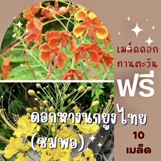 เมล็ดพันธุ์ ดอกหางนกยูงไทย ดอกชมพอ