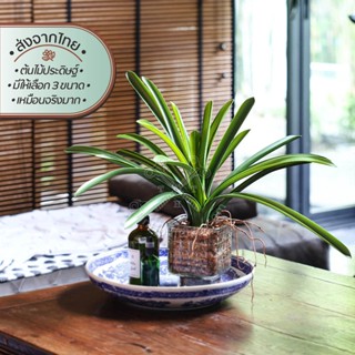 ว่าน ต้นไม้เทียมตกแต่ง | Faux Waan Plant พืช ใบไม้ ต้นไม้ปลอม จัด แจกัน ตกแต่งบ้าน ร้าน คาเฟ่ ดอกไม้ปลอม ไม่ต้องรดน้ำ