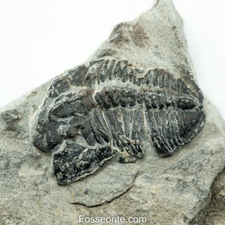 [อายุกว่า 505 ล้านปี!!!] #195 ฟอสซิล ไทรโลไบต์ Elrathia Kingi Trilobite ของแท้ ขนาดเล็ก บน Matrix จาก USA