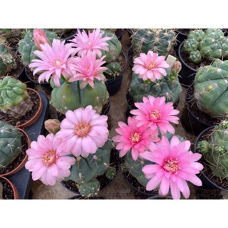 ยิมโน ฮอททิไอ ไม้เมล็ด Gymnocalycium Horstii Variegated กระถาง 2 นิ้ว/ของมาวันที่20 ค่ะ