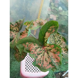 บอนสีไก่ตัวงามcaladium