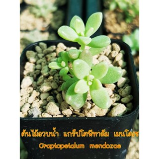 คุณภาพสูง เมล็ด/ต้นไม้อวบน้ำ แกร๊ปโตพีทาลัม เมนโดเซ Graptopetalum mendozae มีบริการเก็บเงินปลายทาง/เมล็ด ซอง งอก การ NUR