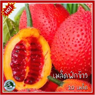 20 เมล็ด ฟักข้าว Gac fruit เมล็ดฟักข้าว เมล็ดพันธุ์ฟักข้าว มะข้าว ผักข้าว พุคู้เด๊าะ ขี้กาเครือ