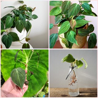 พลูสนิม Philodendron Hederaceum (Micans)  1 กิ่งยาวประมาณ 15 ซม ชำง่าย โตเร็ว เลี้ยงง่าย ไม้ฟอกอากาศ ไม้เลื้อย ใบกำมะ