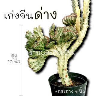 เก๋งจีนคริสด่าง 🌵 Cactus​ แคคตัส กระบองเพชร​ ไม้อวบน้ำ​ เก๋งจีนต้นใหญ่ เก๋งจีน เก๋งจีนด่าง เก๋งจีนคริส