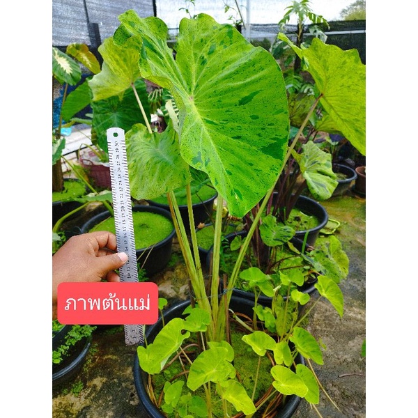 กบในดอกบัว (ไม้ตัดสด) Colocasia esculenta var. Fong in Lotus