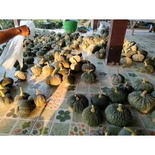 เมล็ดพันธุ์ฟักทองลูกผสม ฟักทอง บึงกาฬ 21 ตราเจียไต๋ ลอตใหม่ล่าสุด