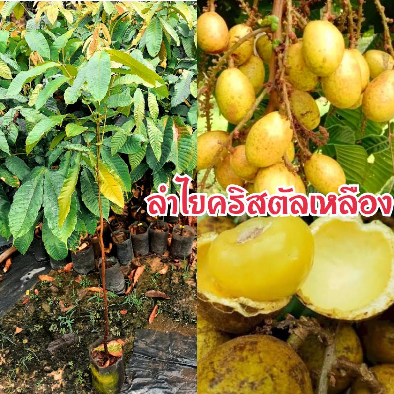 ต้นลำไยคริสตัลสีเหลือง สูง70-80ซม. รสชาติเหมือนลำไยผสมเงาะกลิ่นหอมอ่อนเหมือยทุเรียน