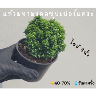 ต้นแก้วมหามงคลซุปเปอร์แคระ ไซส์4นิ้ว