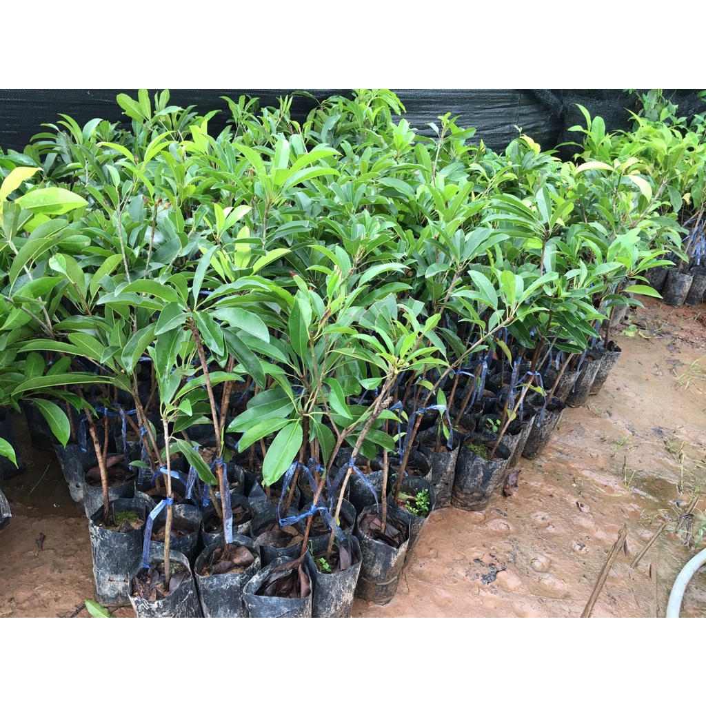 🌱🎁ต้นละมุดสาลี่ยักษ์ ต้นเสียบยอด  ผลใหญ่มาก ความสูง35 ซม.🍊🍊 1 ปีติดผล ปลูกในกระถางได้
