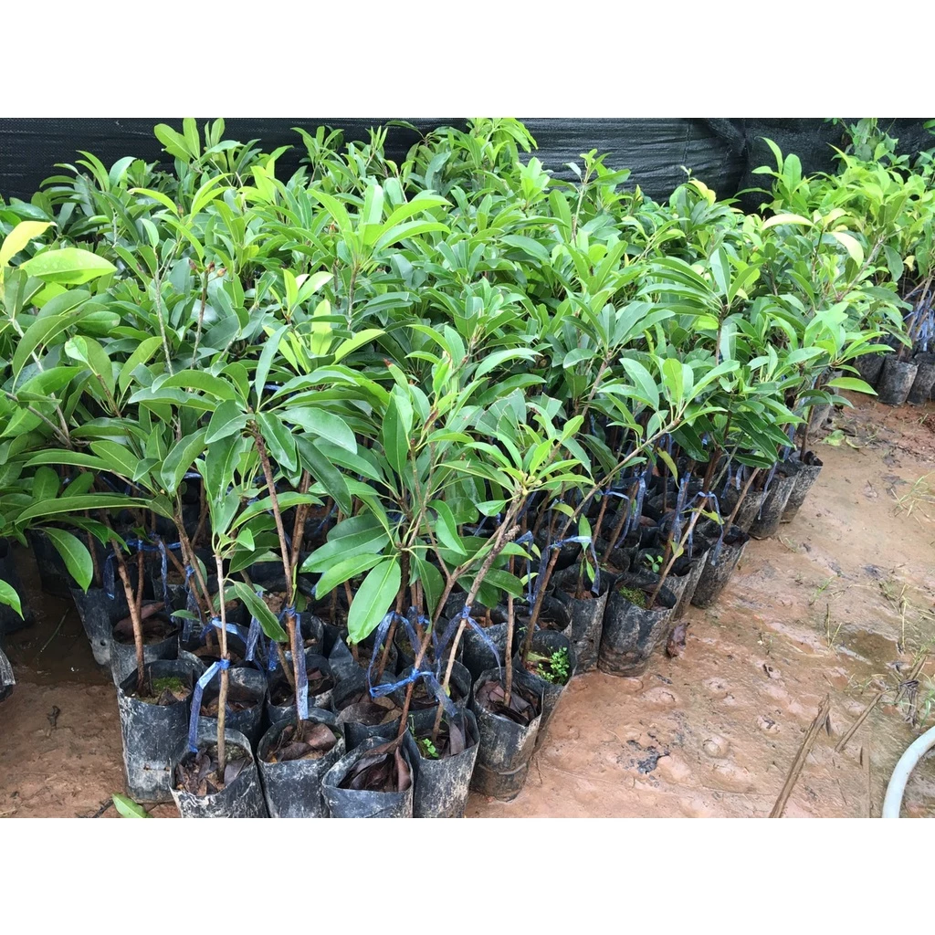 🌱🎁ต้นละมุดสาลี่ยักษ์ ต้นเสียบยอด ผลใหญ่มาก ความสูง35 ซม.🍊🍊 1 ปีติดผล ปลูกในกระถางได้